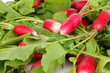 Small garden radish with leaves close up