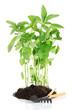 Pepper seedlings with garden tools isolated on white