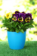 Photo: Beautiful pansies flowers on grass on bright background Beautiful pansies flowers on grass on bright background