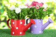 Daisy flowers on grass on bright background