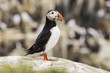 Foto: Papageitaucher (Fratercula arctica) Papageitaucher (Fratercula arctica)