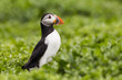 Foto: Papageitaucher (Fratercula arctica) Papageitaucher (Fratercula arctica)