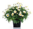 Foto: daisies daisies