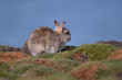 Skokholm Island rabbit amongst sea cushions