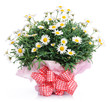 Foto: beautiful bouquet beautiful bouquet