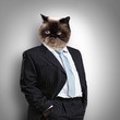 Funny fluffy cat in a business suit