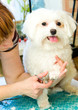 Foto: Grooming Maltese dog Grooming Maltese dog