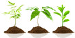 plantules