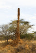 Giant termite mound in Ethiopia