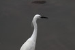 White egret