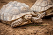 Tortoise