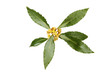 Bay leaves and flowers