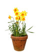 Daffodils in a pot