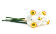 narcissus flowers isolated on white background