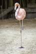Flamingo in resting