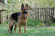 Deutscher Schäferhund 250
