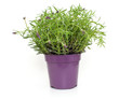Photo: pot with lavender flowers pot with lavender flowers