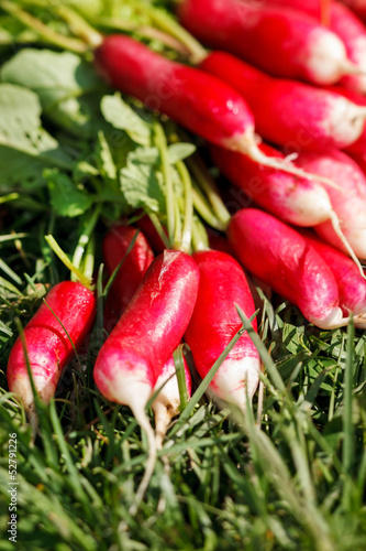 Photo: fresh radish fresh radish