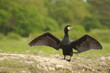 Sèchage des ailes avant l'envol - Grand cormoran