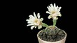 Time-lapse Opening white Gymnocalycium flower buds ALPHA matte (