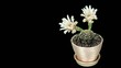 Time-lapse Opening white Gymnocalycium flower buds ALPHA matte (