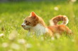 Rote Katze leuchtet im Frühling