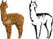 llama alpaca