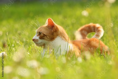 Photo: Rote Katze leuchtet im Frühling Rote Katze leuchtet im Frühling
