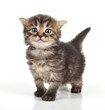 beautiful cute 20 days old kitten