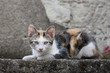 Gatto
