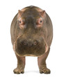Foto: Hippopotamus, Hippopotamus amphibius, facing the camera Hippopotamus, Hippopotamus amphibius, facing the camera