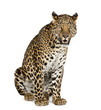 Foto: Leopard sitting, roaring, Panthera pardus, isolated on white Leopard sitting, roaring, Panthera pardus, isolated on white