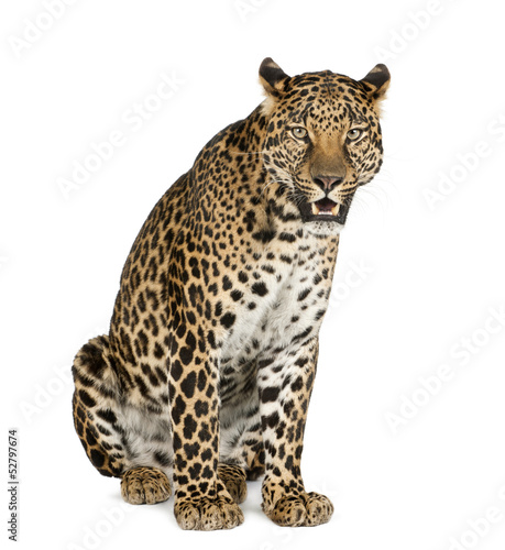 Photo: Leopard sitting, roaring, Panthera pardus, isolated on white Leopard sitting, roaring, Panthera pardus, isolated on white