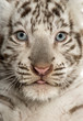 Close-up of a White tiger cub, 2 months old