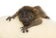 Foto: Close-up of baby Blue-eyed Black Lemur facing (20 days old) Close-up of baby Blue-eyed Black Lemur facing (20 days old)