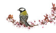 Rear view of a Male great tit on a flowering branch, Parus major
