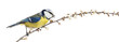 Side view of tweeting Blue Tit perching on a blossoming branch