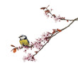 Photo: Blue Tit perching on a blossoming branch, Cyanistes caeruleus Blue Tit perching on a blossoming branch, Cyanistes caeruleus