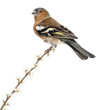 Common Chaffinch perched on branch, Fringilla coelebs