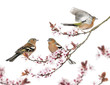 Photo: Group of Common Chaffinch perched on a Japanse cherry branch Group of Common Chaffinch perched on a Japanse cherry branch
