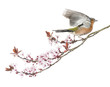 Foto: Common Chaffinch flying away from a branch, isolated on white Common Chaffinch flying away from a branch, isolated on white
