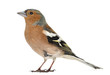 Common Chaffinch, isolated on white, Fringilla coelebs