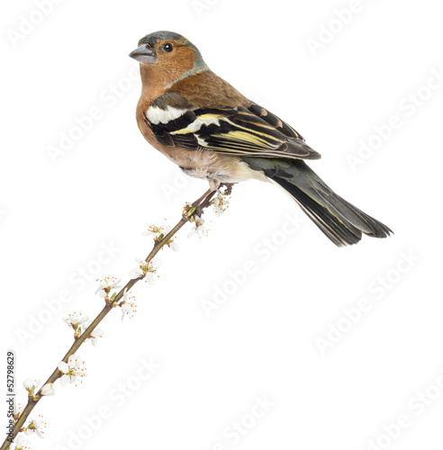 Photo: Common Chaffinch perched on branch, Fringilla coelebs Common Chaffinch perched on branch, Fringilla coelebs