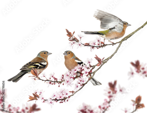 Photo: Group of Common Chaffinch perched on a Japanse cherry branch Group of Common Chaffinch perched on a Japanse cherry branch