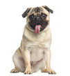 Pug, sitting and panting, 1 year old, isolated on white