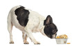 French Bulldog sniffing a bowl full of biscuits, isolated
