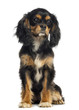 Cavalier King Charles Spaniel sitting, isolated on white