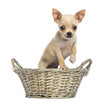 Foto: Chihuahua puppy standing in a wicker basket Chihuahua puppy standing in a wicker basket