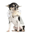 Chihuahua dressed with lace shirt, sitting, 18 months old