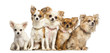 Group of Chihuahua sitting, isolated on white